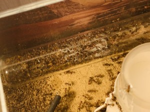 250C2C7E-5F0B-49CE-B600-B6F04A990D22.jpeg (2.25 MiB) 14070 mal betrachtet Bild 85