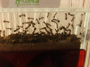 EE00A785-2D98-42F5-82EF-323E38896DDE.jpeg (2.18 MiB) 14070 mal betrachtet Bild 86