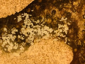 D52F8385-A152-4BEF-B22C-F38CF4D9FD98.jpeg (1.75 MiB) 13930 mal betrachtet Bild 89