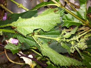 Atta cephalotes bicolor 20190822  IMG_5360 - Brennnesseln.JPG