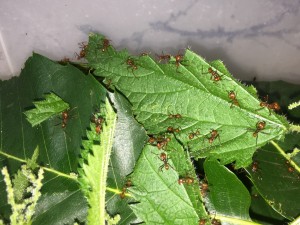 Atta cephalotes bicolor 20190822 IMG_5428 - Brennesseln.JPG