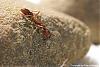 Anochetus-Serie13-(640)+C.jpg