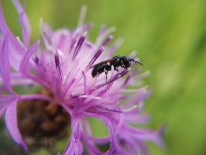 Hylaeus sp.