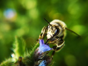 Anthophora plumipes