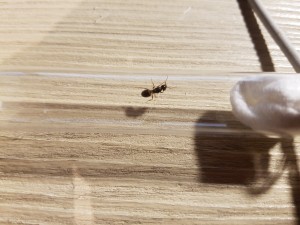 20200904_195616.jpg (4.02 MiB) 2458 mal betrachtet Unbekannt 2