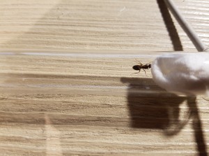 20200904_195619.jpg (4.03 MiB) 2458 mal betrachtet Unbekannt 2 Vermutlich die gleiche Art wie Unbekannt 1