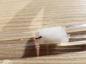 20200904_195653.jpg (3.17 MiB) 2458 mal betrachtet Myrmica 2