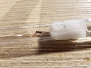 20200904_195704.jpg (3.5 MiB) 2458 mal betrachtet Ist das überhaupt eine Königin?