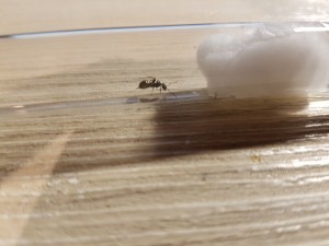 20200904_195711.jpg (3.01 MiB) 2348 mal betrachtet Ist das überhaupt eine Königin?