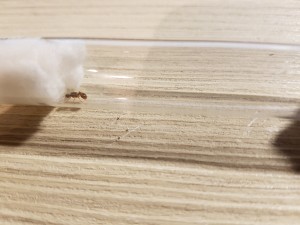 20200904_195728.jpg (3.47 MiB) 2348 mal betrachtet Myrmica 1