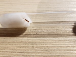 20200904_195738.jpg (3.85 MiB) 2348 mal betrachtet Myrmica 1