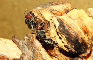 Camponotus singularis Jungköniginnen.jpg