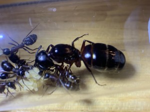 Camponotus herculeanus