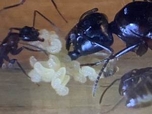 Camponotus herculeanus