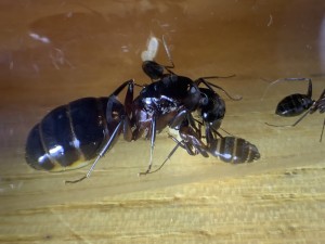 Camponotus ligniperda