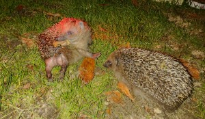 Igel beim auswildern und &quot;tarnen&quot;