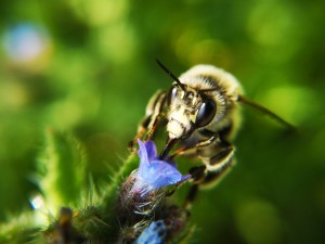 Anthophora plumipes