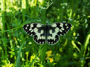 Melanargia galathea