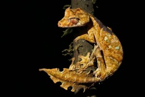 blattschwanz_gecko_l.jpg