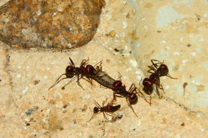 Messor chephalotes transportieren Grille.jpg