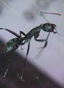 Camponotus cruentatus bissl aggro