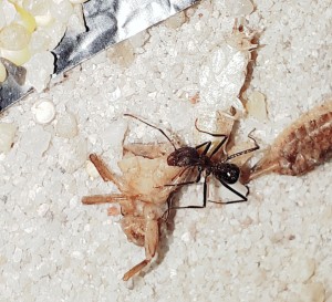 20201028_012600.jpg (4.04 MiB) 31369 mal betrachtet ... gibt's auch!