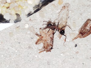 20201028_012619.jpg (4.97 MiB) 31369 mal betrachtet ... neue Bildchen ...