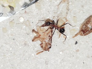 20201028_012448.jpg (4.95 MiB) 31369 mal betrachtet Ein paar ...