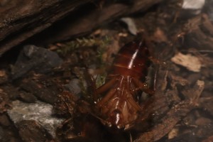 Anoplolepis gracilipes Vorher.JPG