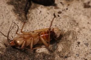 Pheidole pallidula Vorher.JPG