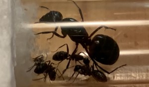 Bild 239 Camponotus herculeanus oder Camponotus ligniperda