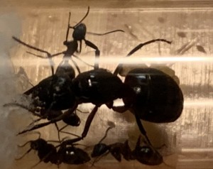 Bild 238 Camponotus herculeanus oder Camponotus ligniperda