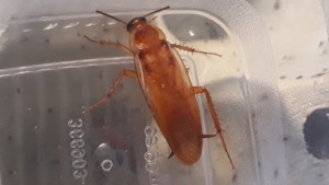 Mänchen Adult