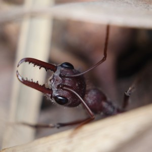 Myrmecia simillima (aufgenommen nahe Melbourne, Victoria, Australien)