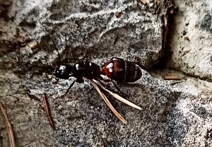 Camponotus ligniperda