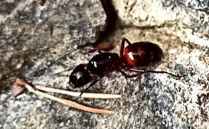 Camponotus ligniperda