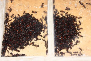 Camponotus ligniperda in Winterruhe_2.jpg