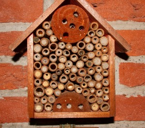 Wildbienen_2.jpg