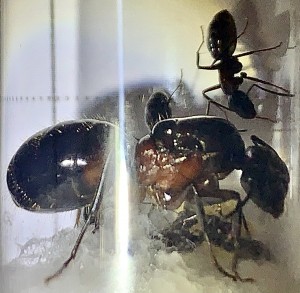 Camponotus ligniperda