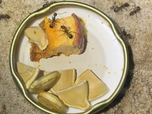 FBC3F6F3-5F8B-4DD0-B893-CF74BFE54667.jpeg (2.4 MiB) 17909 mal betrachtet Bild 318