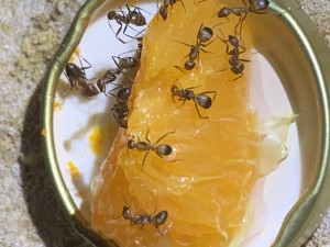 8C861DD2-D96D-4AB7-82EE-8F61019F9A01.jpeg (1.59 MiB) 17909 mal betrachtet Bild 319