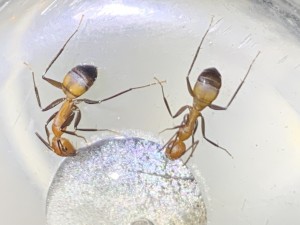 8F79195D-11D1-4B66-B3B5-FCC3A364CFFB.jpeg (1.06 MiB) 17909 mal betrachtet Bild 323