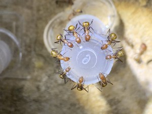 C201D142-432A-4B67-BB22-F8E242DDC453.jpeg (1.9 MiB) 17875 mal betrachtet Bild 321