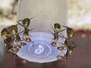 B277D28E-A423-4499-AD8C-6B24D6475078.jpeg (1.28 MiB) 17909 mal betrachtet Bild 322