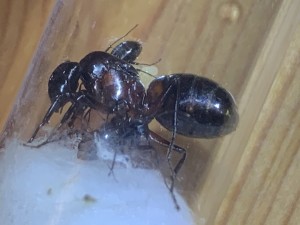 Camponotus herculeanus!?! Mit 3 Arbeiterinnen