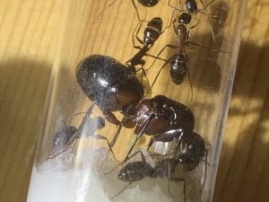 Camponotus ligniperda mit 6 Arbeiterinnen