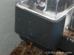 IMG_20210213_144440.jpg (1.3 MiB) 28312 mal betrachtet die kleinen weißen Punkte...
