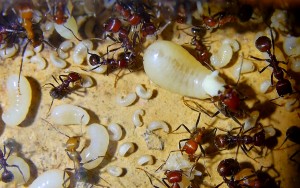 Messor cephalotes Larvenfütterung mit Ameisenbrot.jpg