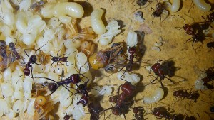 Messor cephalotes _4.jpg