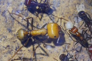 Messor cephalotes _Junge Major.jpg